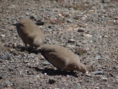Metriopelia melanoptera