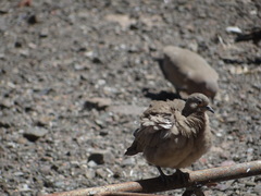 Metriopelia melanoptera