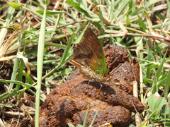 Charaxes candiope