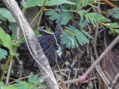 Cyanothemis simpsoni