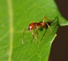 Notoncus spinisquamis