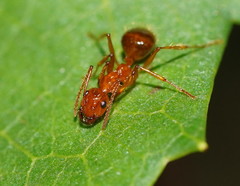 Notoncus spinisquamis