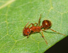 Notoncus spinisquamis