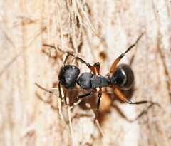 Polyrhachis femorata