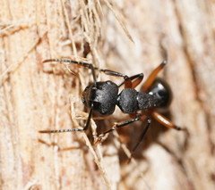 Polyrhachis femorata