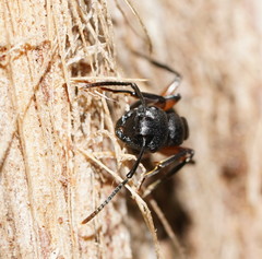 Polyrhachis femorata