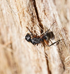 Polyrhachis femorata