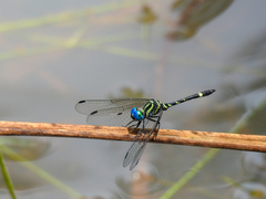 Tetrathemis camerunensis