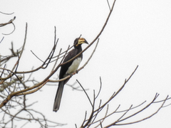 Lophoceros fasciatus