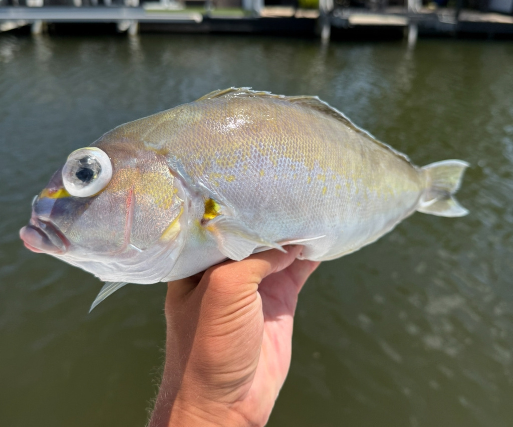 Atlantic goldeneye tilefish (Caulolatilus chrysops) — Malacanthidae