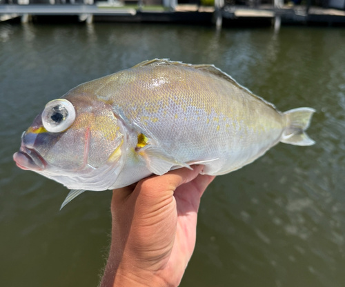 Atlantic goldeneye tilefish (Caulolatilus chrysops) — Malacanthidae