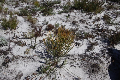 Image of Thesium nudicaule by (c) Tony Rebelo, some rights reserved (CC BY-SA)