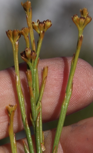 Image of Thesium nudicaule by (c) Tony Rebelo, some rights reserved (CC BY-SA)