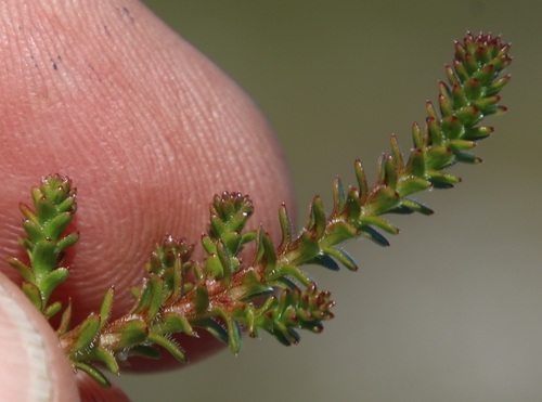Image of Roella recurvata by (c) Tony Rebelo, some rights reserved (CC BY-SA)