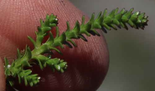 Image of Roella recurvata by (c) Tony Rebelo, some rights reserved (CC BY-SA)