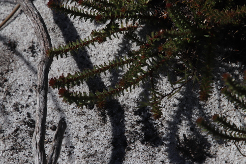 Image of Roella recurvata by (c) Tony Rebelo, some rights reserved (CC BY-SA)