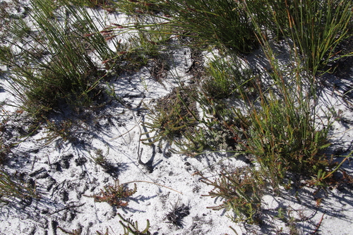 Image of Roella recurvata by (c) Tony Rebelo, some rights reserved (CC BY-SA)