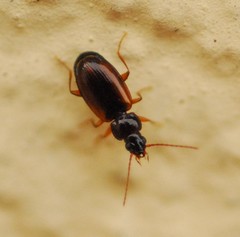 Trechus quadristriatus