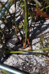 Hypodiscus alboaristatus