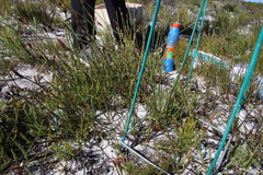 Hypodiscus alboaristatus