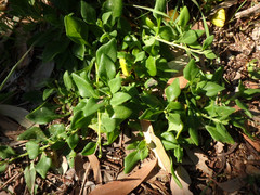 Tetragonia implexicoma