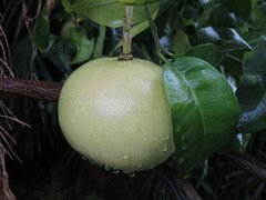 Citrus maxima
