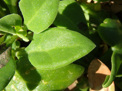 Tetragonia implexicoma