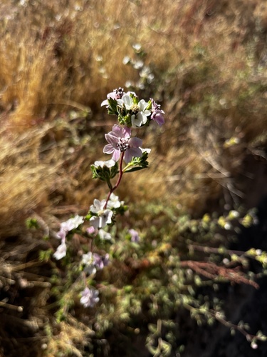 Soft Western Rosinweed (Calycadenia mollis)