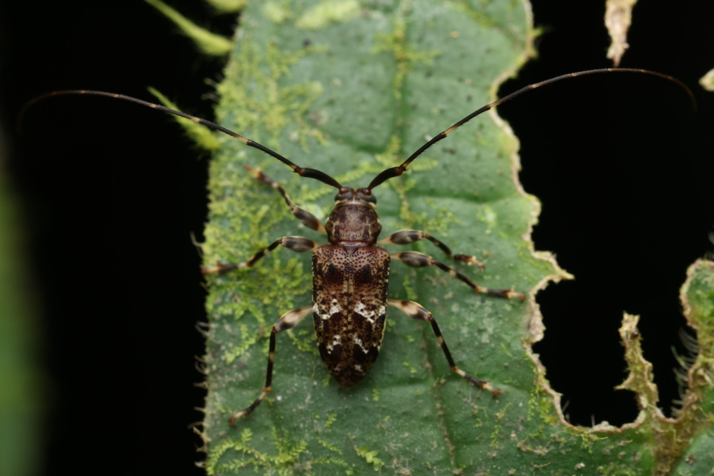 Lophopoeum saronotum