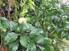 Citrus maxima