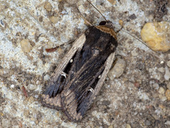 Proteuxoa tortisigna