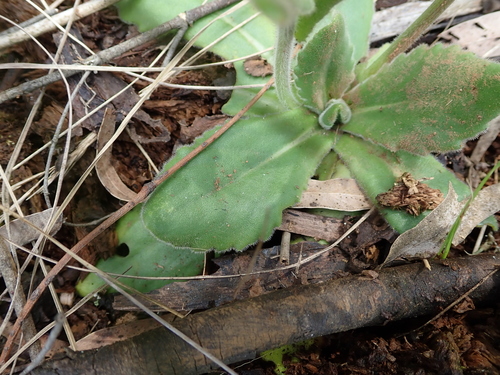 Image of Senecio speciosus by no rights reserved