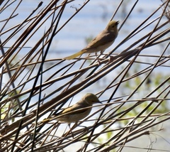 Ptilotula penicillata