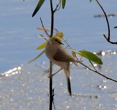 Ptilotula penicillata