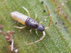 Pseudoparonella seminigra