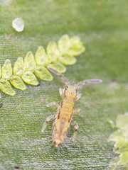 Entomobryoidea