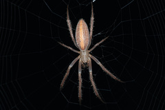 Larinia tabida