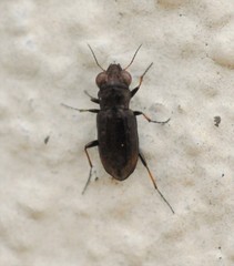 Notiophilus quadripunctatus