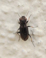 Notiophilus quadripunctatus