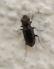Notiophilus quadripunctatus