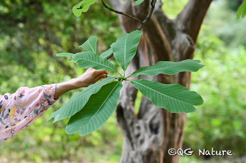 Houpu Magnolia (Magnolia officinalis)