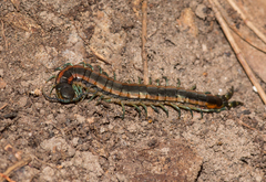 Scolopendra laeta