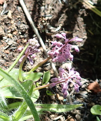 Ledebouria sandersonii