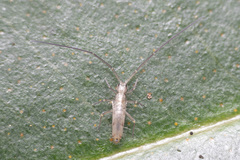 Entomobryoidea
