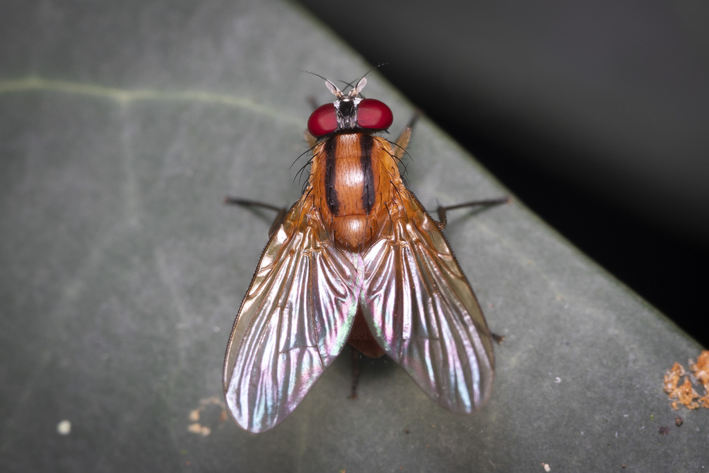 Dichaetomyia bilimbata