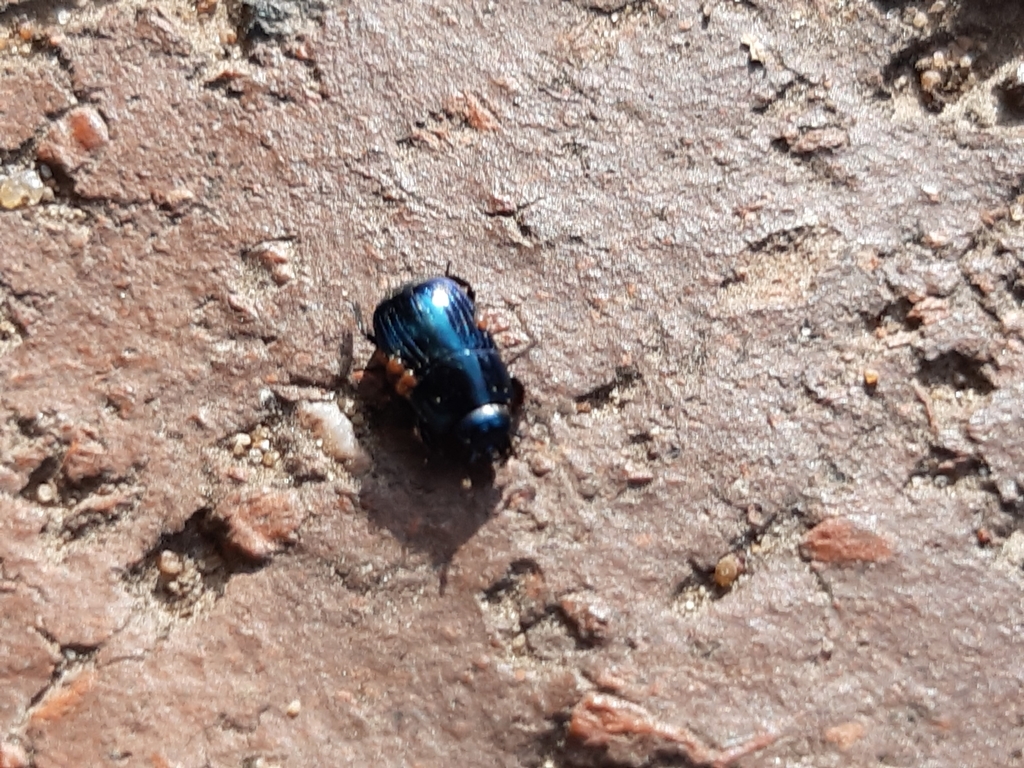 Pachycraerus