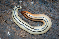 Australopacifica leichhardtiana