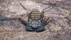 Charinus neocaledonicus
