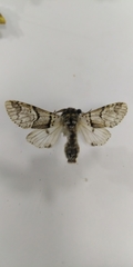 Furcula bifida