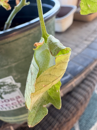 Soybean Looper Moth photo 5